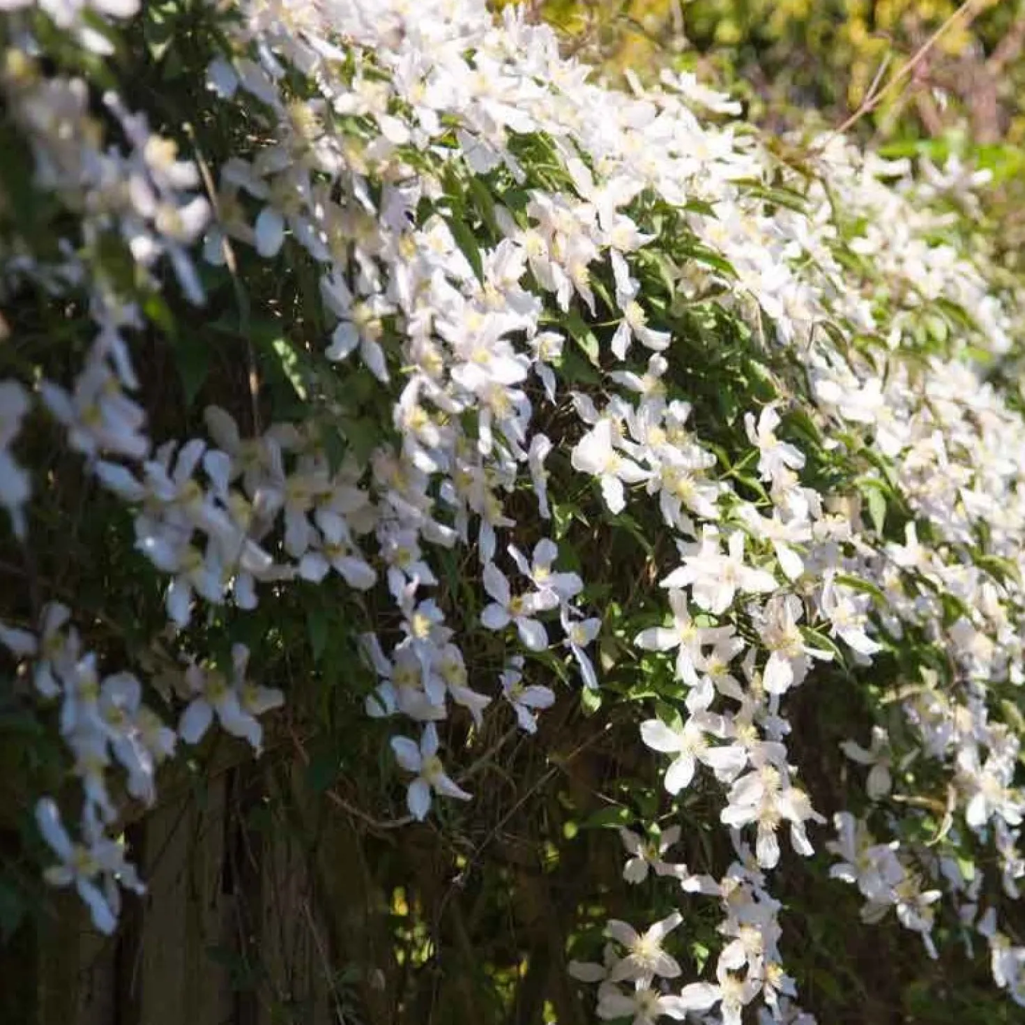 Berg-Waldrebe ‘Grandiflora’ - Weiße Blütenwolke im Nu