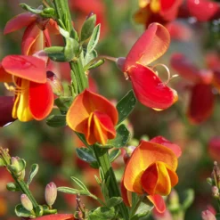 Besenginster Lena - Rot-gelbe Blütenfülle