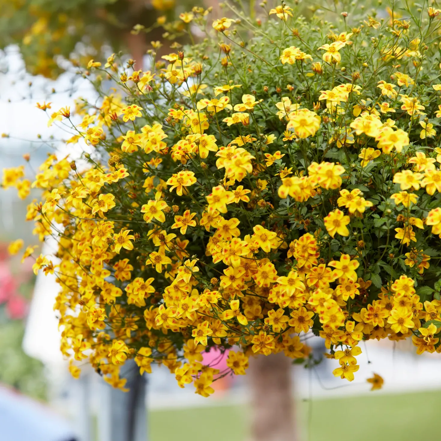 Bidens ‘Beedance Painted Yellow’ (x3) - Blütenkaskade den ganzen Sommer