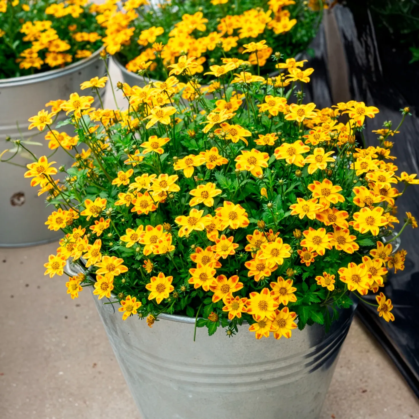 Bidens ‘Beedance Painted Yellow’ (x3) - Blütenkaskade den ganzen Sommer