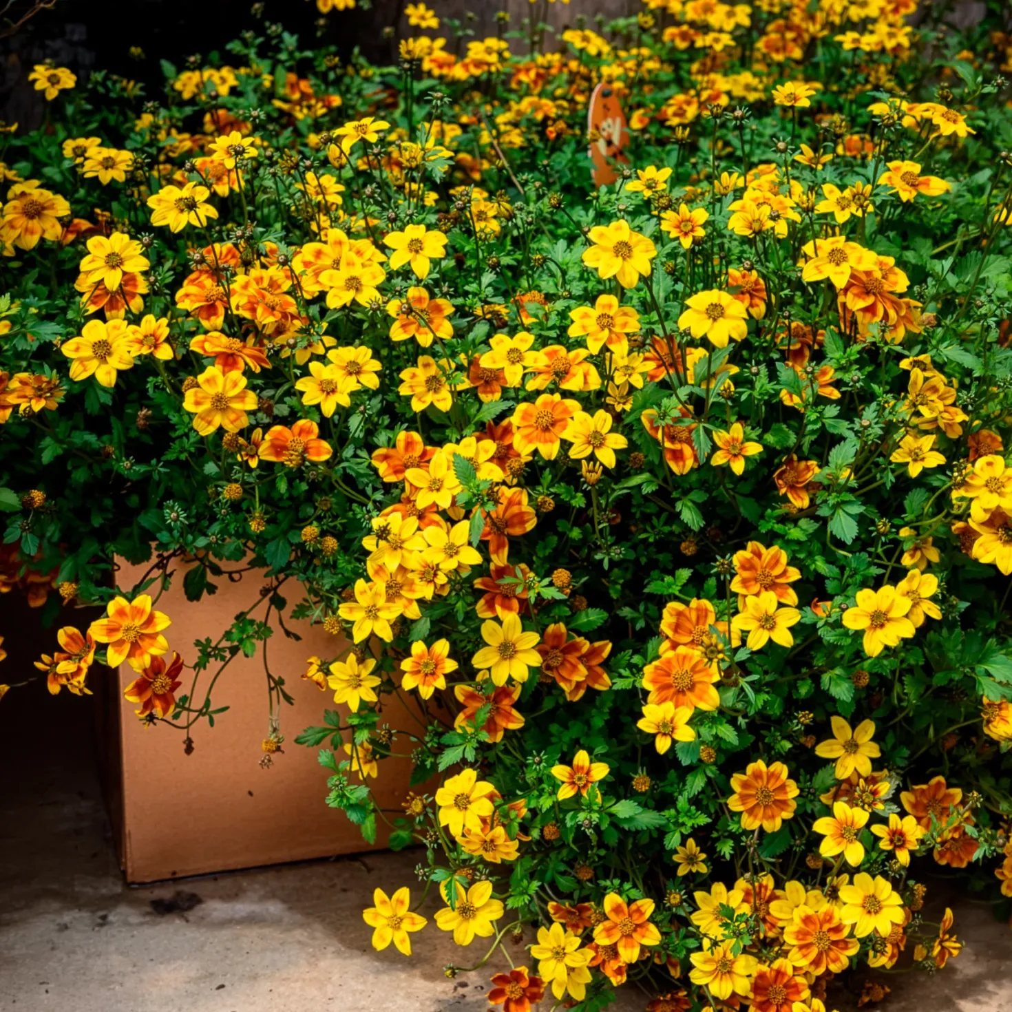 Bidens ‘Beedance Painted Yellow’ (x3) - Blütenkaskade den ganzen Sommer