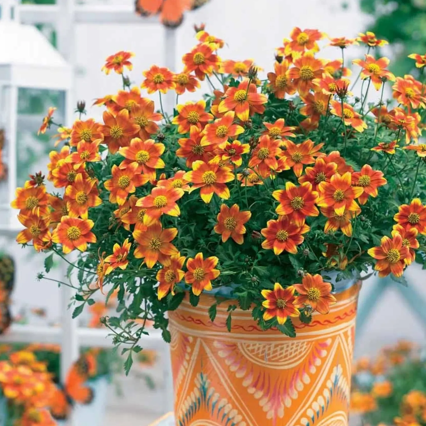Bidens ‘Beedance Painted Yellow’ (x3) - Blütenkaskade den ganzen Sommer