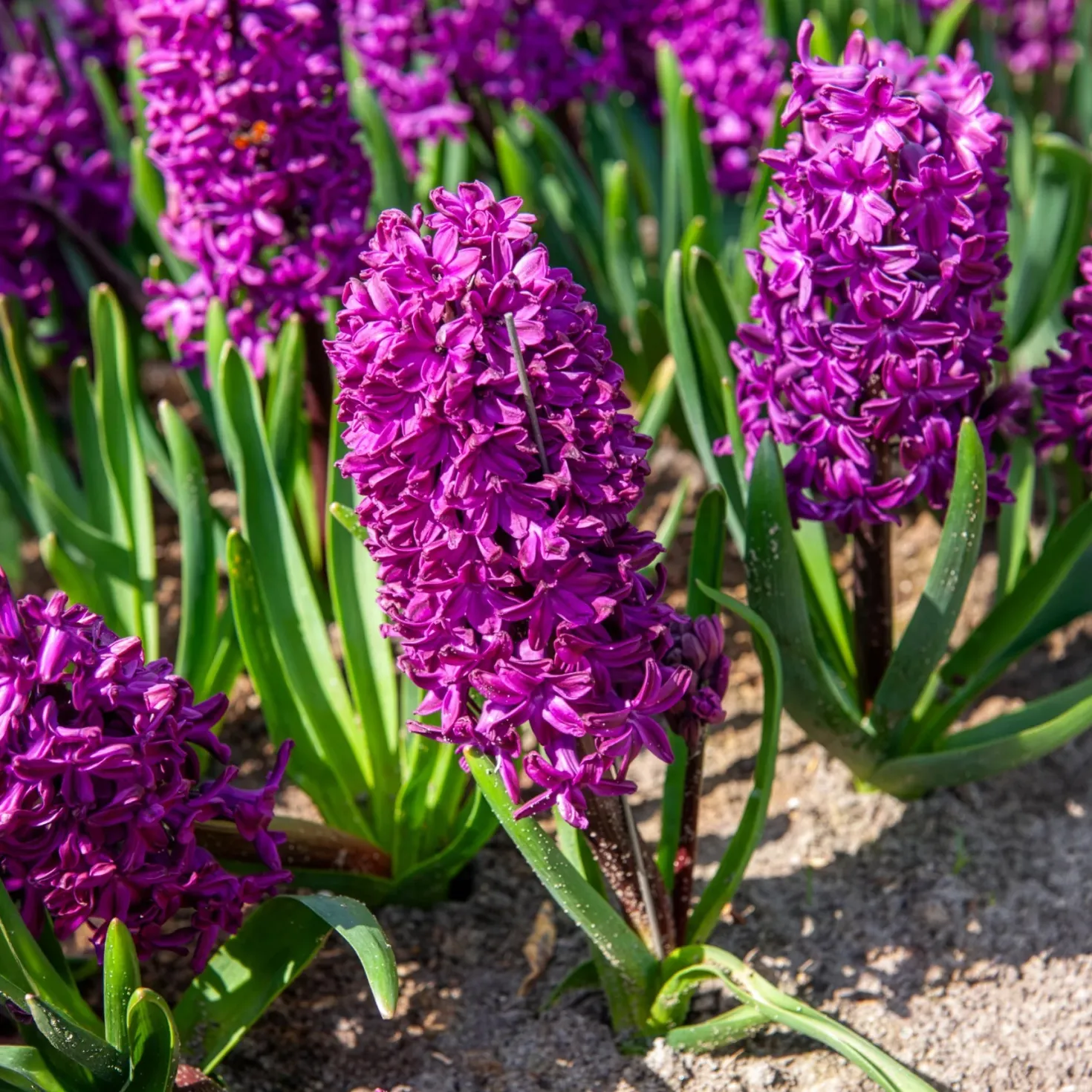 50 bienenfreundliche Blumenzwiebeln violett und weiß - Nektarbuffet für Bienen