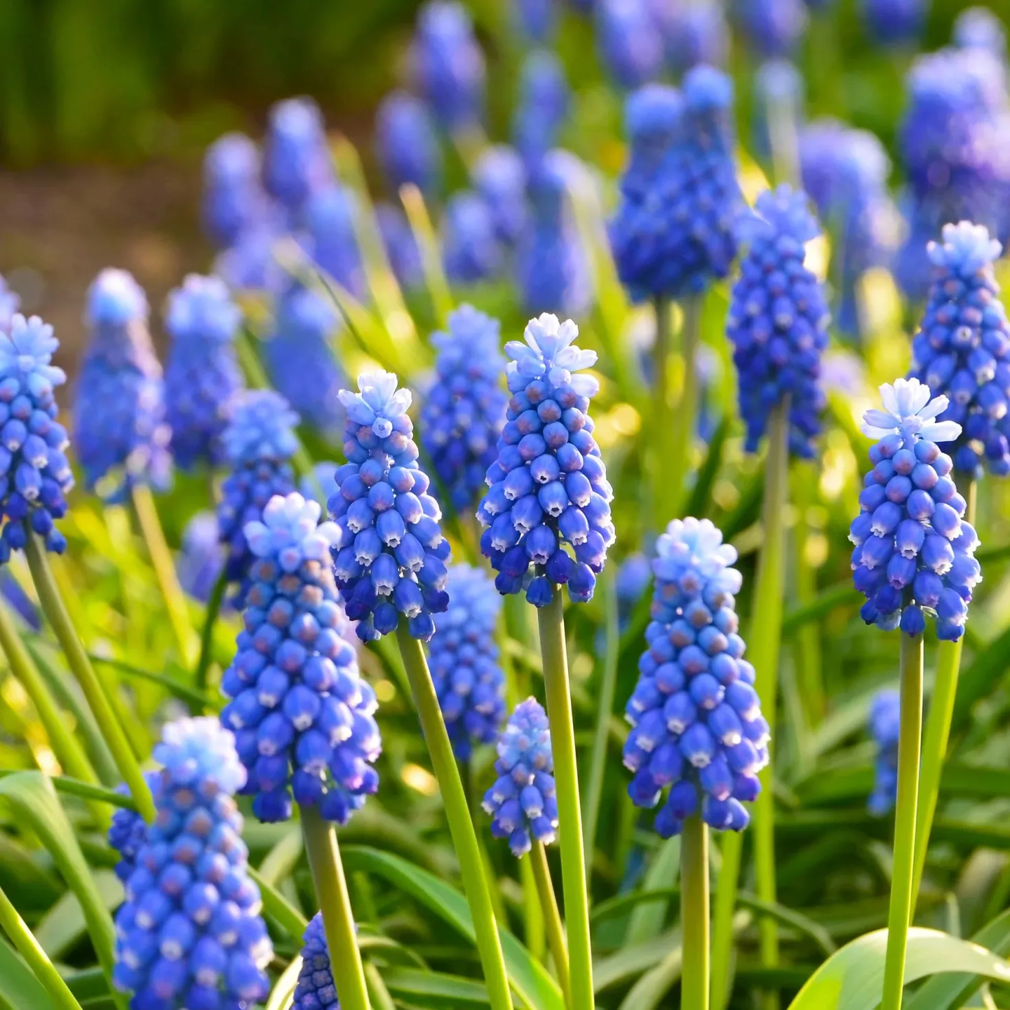 50 bienenfreundliche Blumenzwiebeln violett und weiß - Nektarbuffet für Bienen