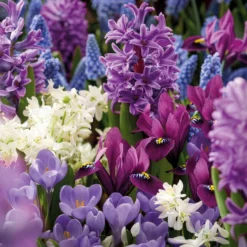 50 bienenfreundliche Blumenzwiebeln violett und weiß - Nektarbuffet für Bienen