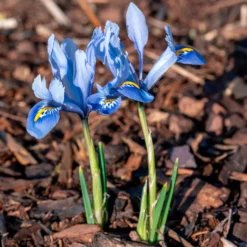 50 bienenfreundliche Blumenzwiebeln gelb und violett - Farbe & Bienen im Frühling