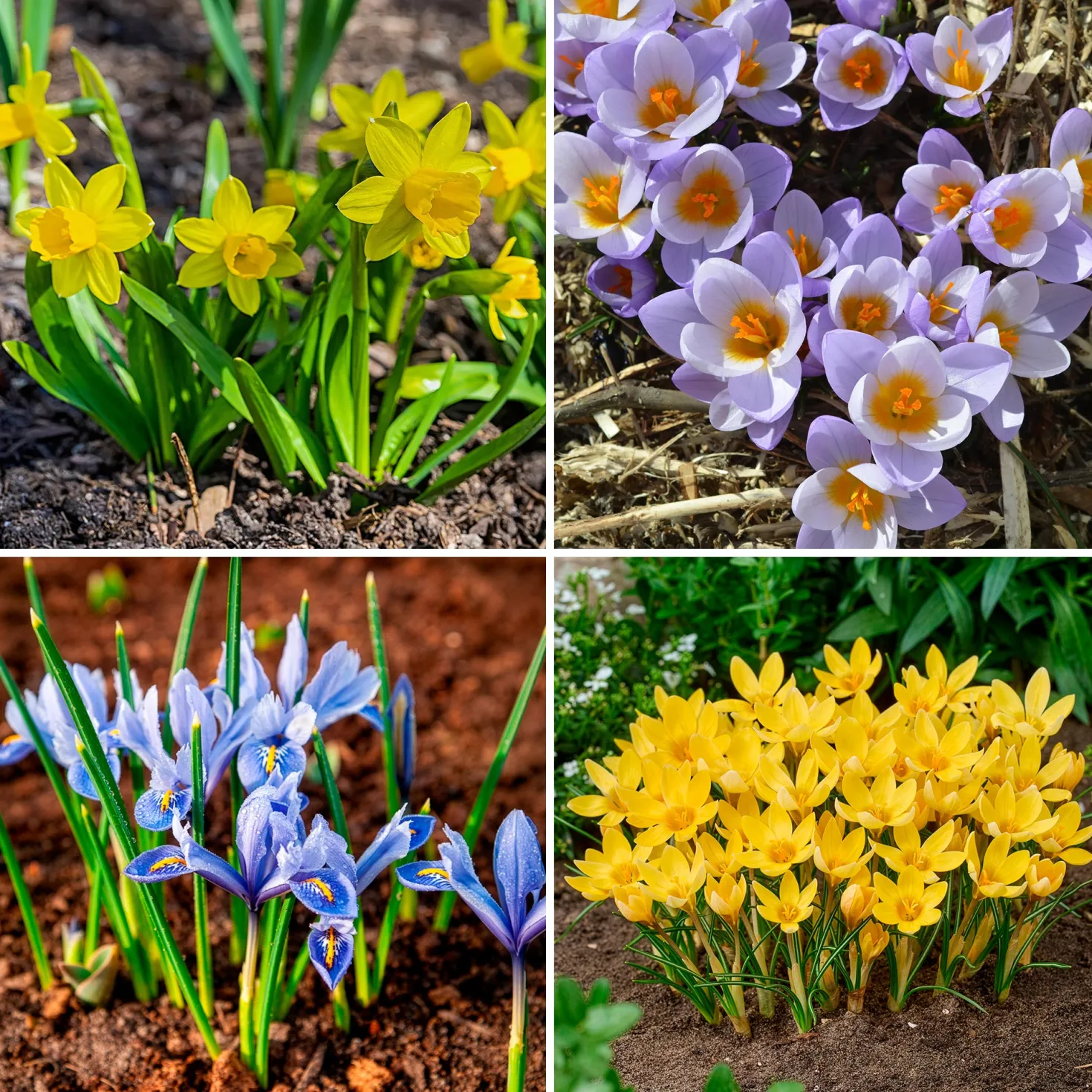 50 bienenfreundliche Blumenzwiebeln gelb und violett - Farbe & Bienen im Frühling
