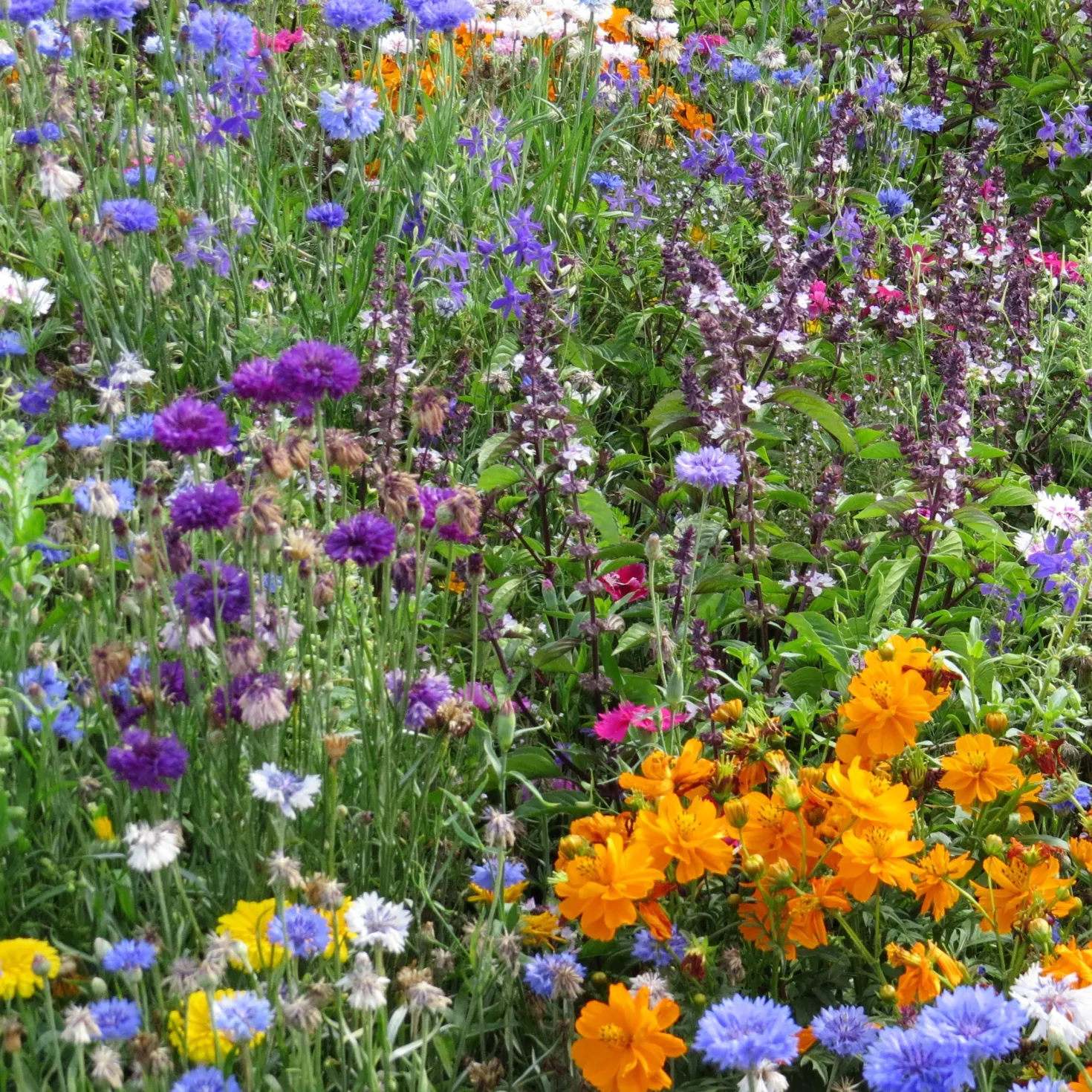 Bienen- & Schmetterlingsblumen Mischung - Summendes Blütenmeer im Nu