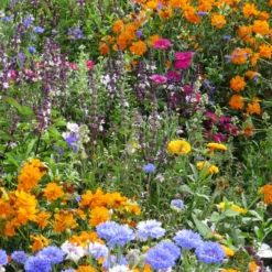Bienen- & Schmetterlingsblumen Mischung - Summendes Blütenmeer im Nu