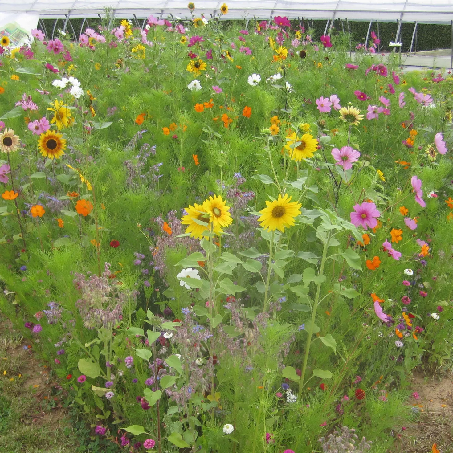 Bienenweide Mischung - Ein Sommer voller Bienen