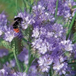 Bienenweide Phacelia tanacetifolia - Ein Fest für die Bienen