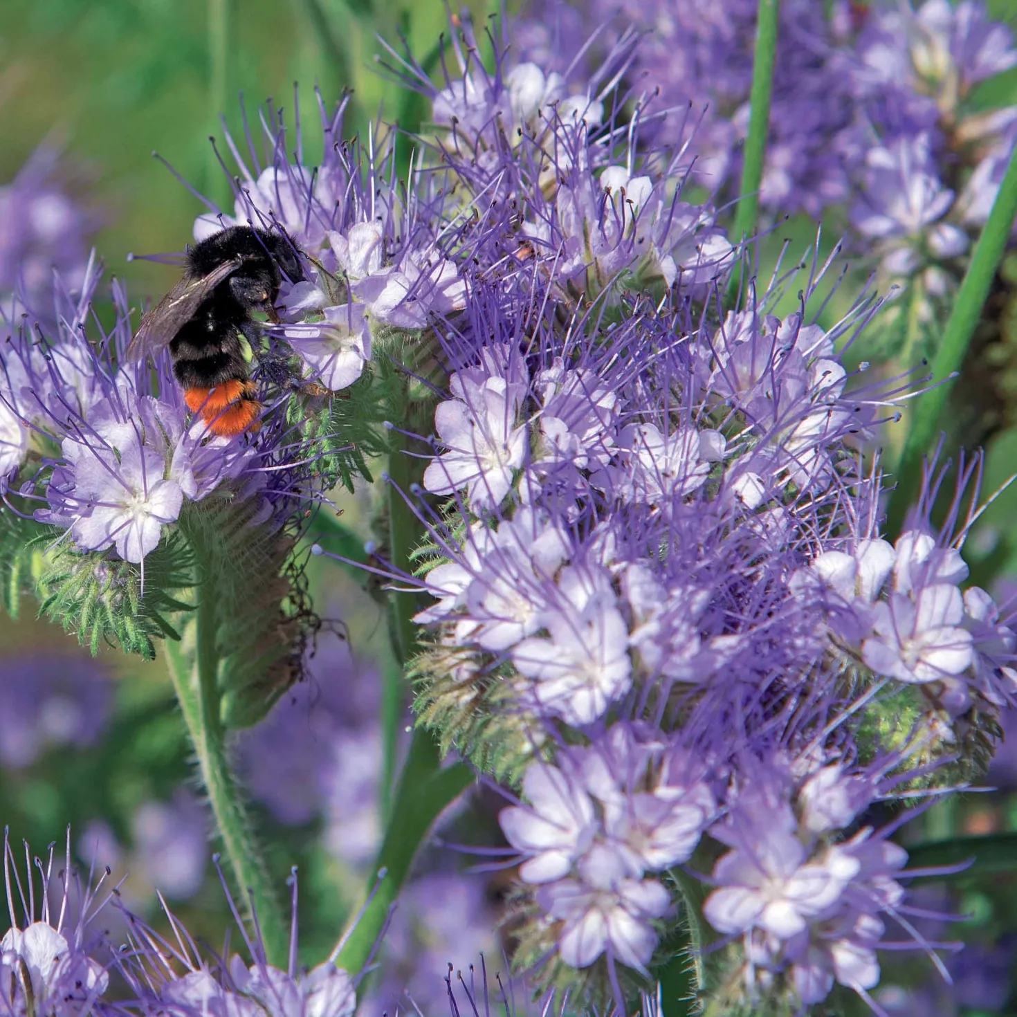 Bienenweide Phacelia tanacetifolia - Ein Fest für die Bienen