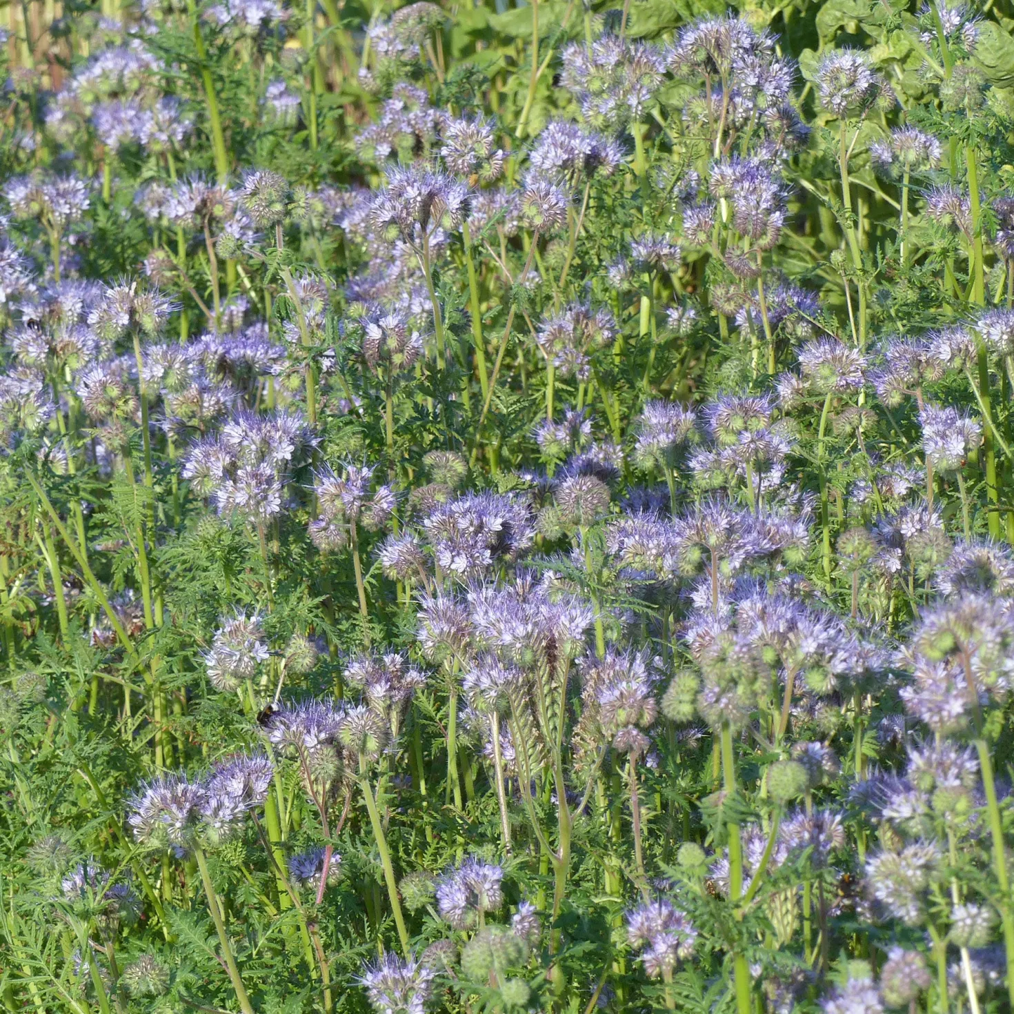 Bienenweide Phacelia tanacetifolia - Ein Fest für die Bienen