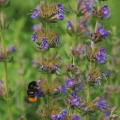 Bio-Bienenweide-Samenmischung - Aromatische Mischung, bienenfreundlich