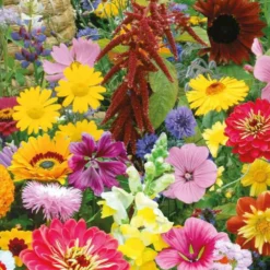 Bio-Blumenmischung für Bienen & Schmetterlinge (7 m²) - Blühwiese voller Leben