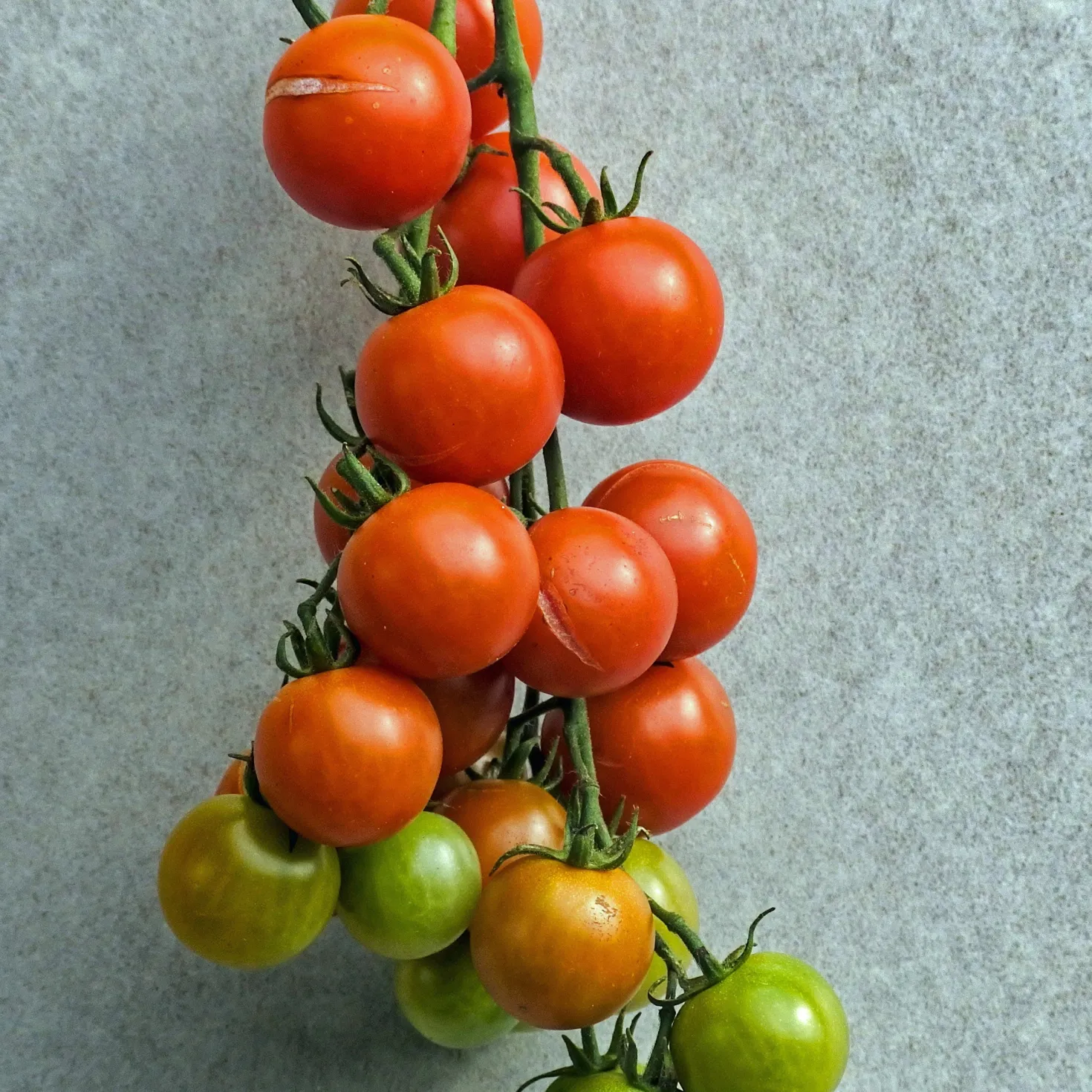 BIO-Kirschtomate - Süße Ernte den ganzen Sommer