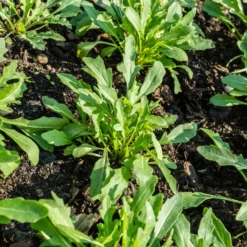 Biologisch angebaute Rucola - Ernte in nur 4 Wochen