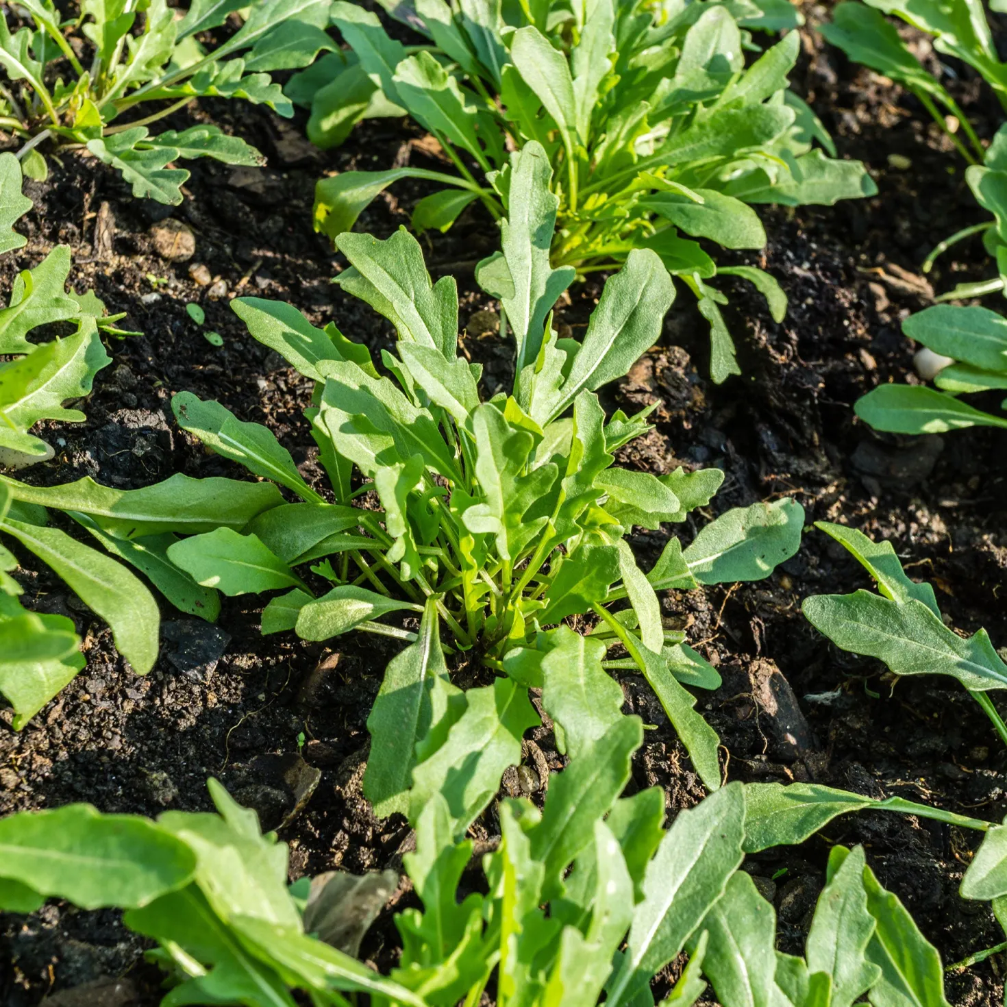 Biologisch angebaute Rucola - Ernte in nur 4 Wochen