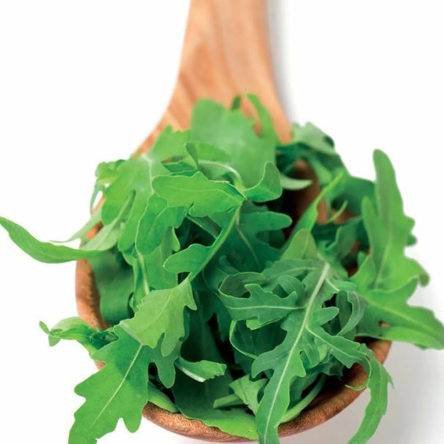 Biologisch angebaute Rucola - Ernte in nur 4 Wochen