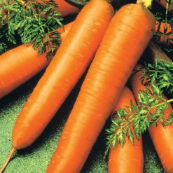 Bio-Möhre ‘De Colmar a cœur rouge 2’ - Süße Möhren aus dem Beet