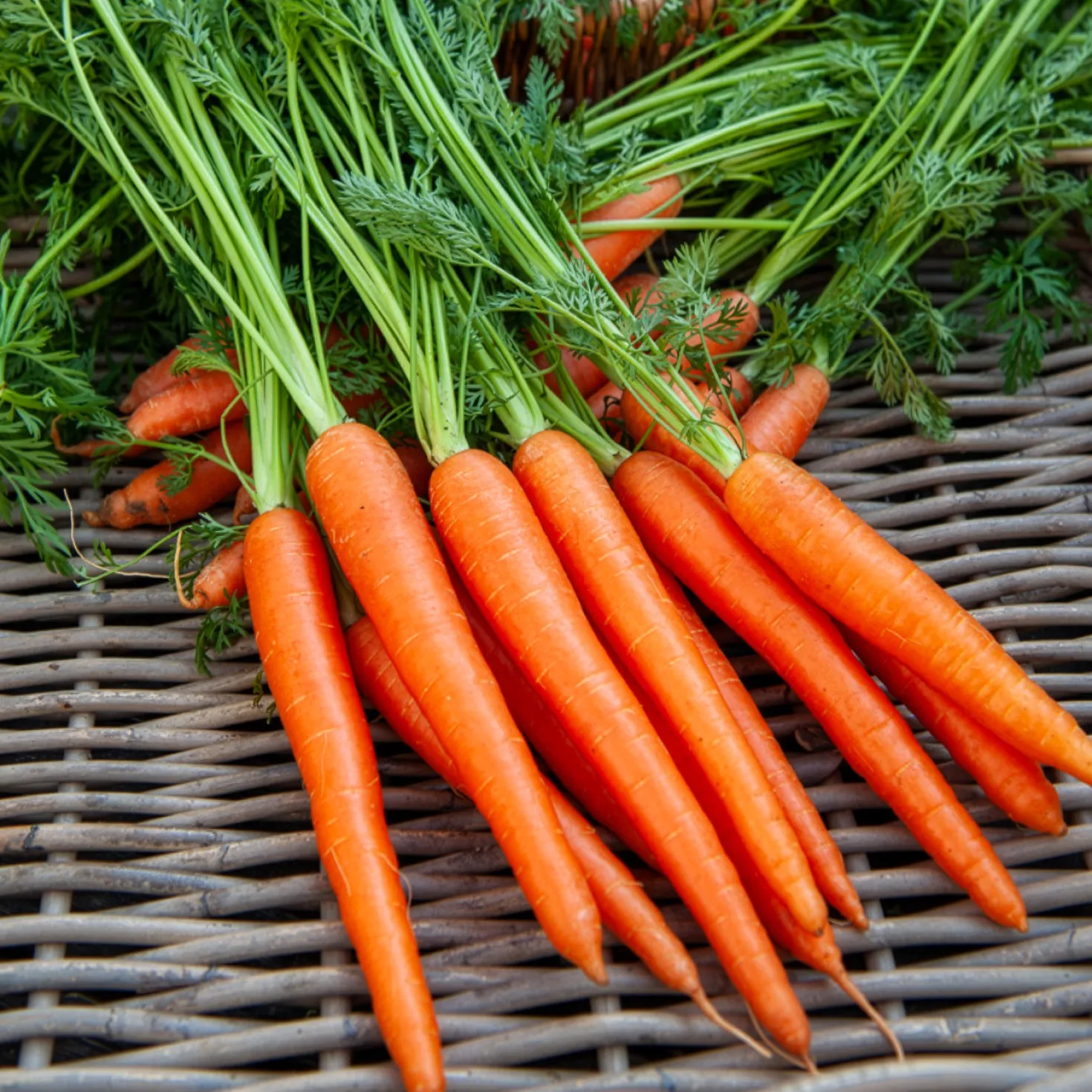 Bio-Möhre ‘De Colmar a cœur rouge 2’ - Süße Möhren aus dem Beet