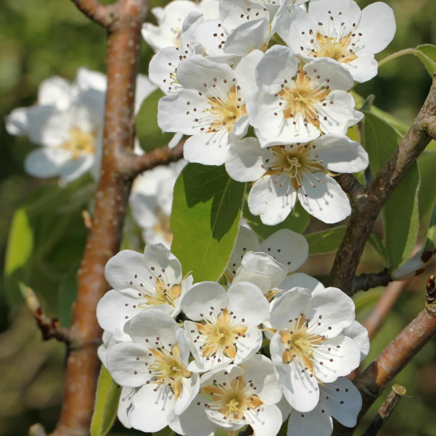 Birnbaum Abate Fetel - Süße Birnen im Herbst