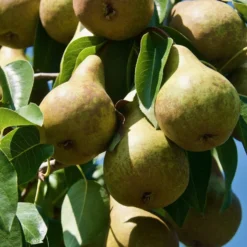 Birnbaum Abate Fetel - Süße Birnen im Herbst
