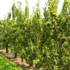 Birnbaum Abate Fetel - Süße Birnen im Herbst