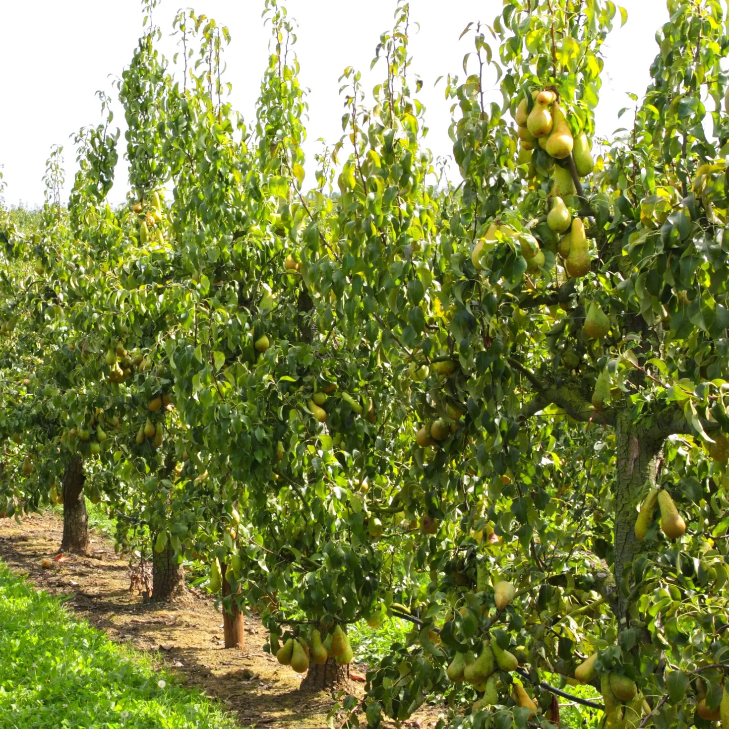 Birnbaum Abate Fetel - Süße Birnen im Herbst
