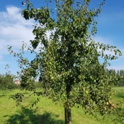 Birnbaum Beurré Hardy - Saftige Birnen ganz einfach