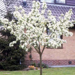 Birne ‘Doyenné du Comice’ - Die süßeste Birne im Garten