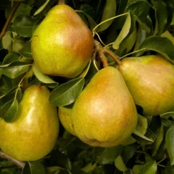 Birne ‘Doyenné du Comice’ - Die süßeste Birne im Garten