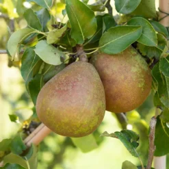 Birne ‘Doyenné du Comice’ - Die süßeste Birne im Garten