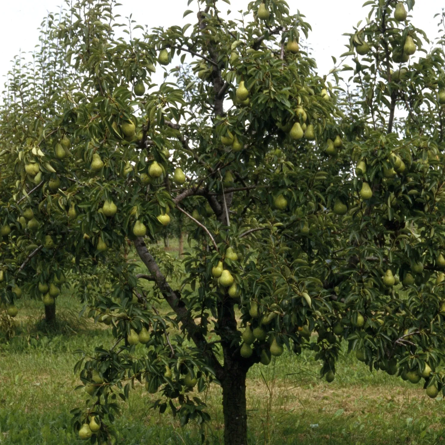 Birnenbaum 'Williams' - Saftige Birnen aus dem Garten