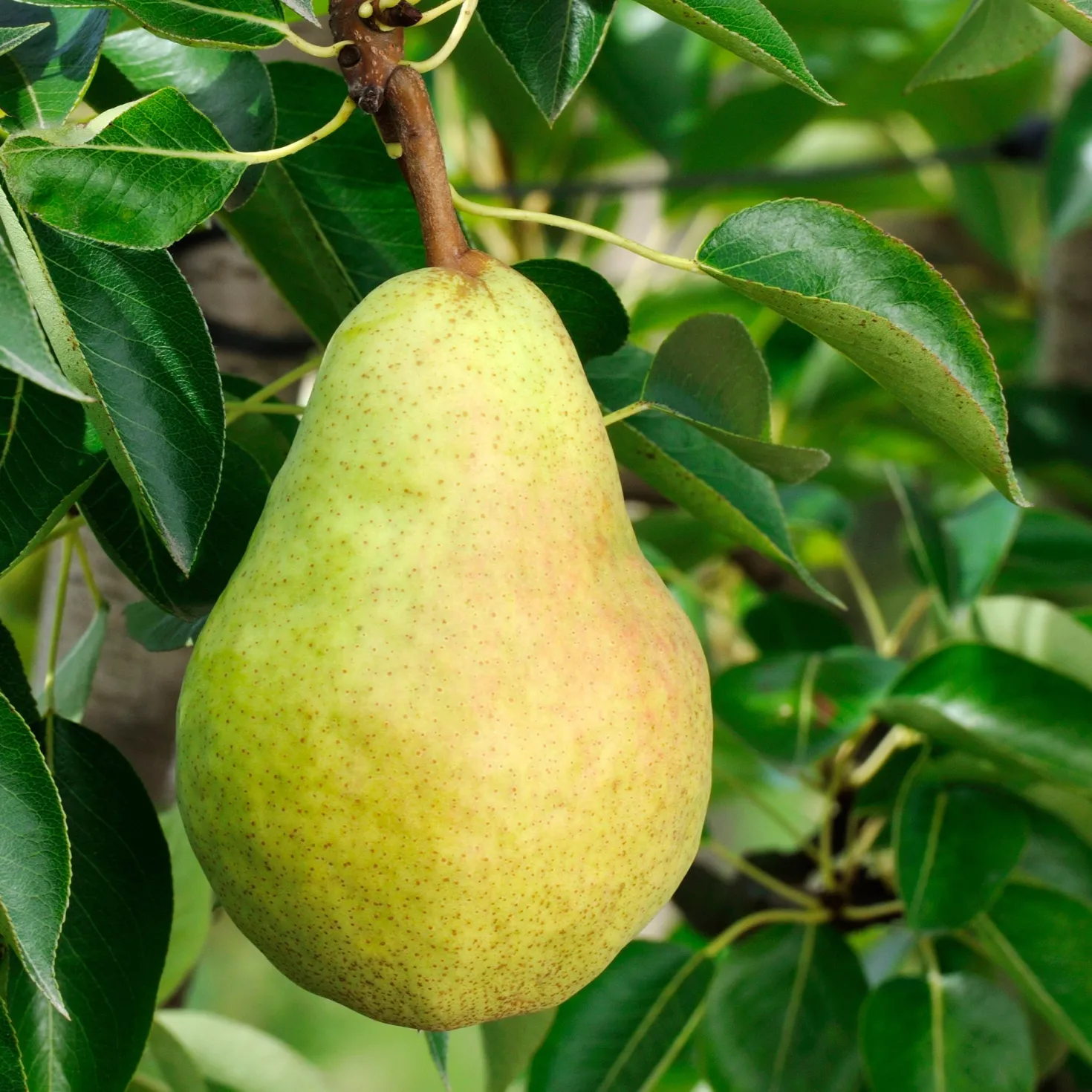 Birnenbaum 'Williams' - Saftige Birnen aus dem Garten