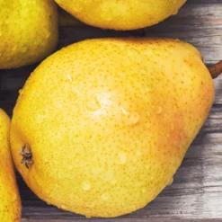 Birnenbaum 'Williams' - Saftige Birnen aus dem Garten