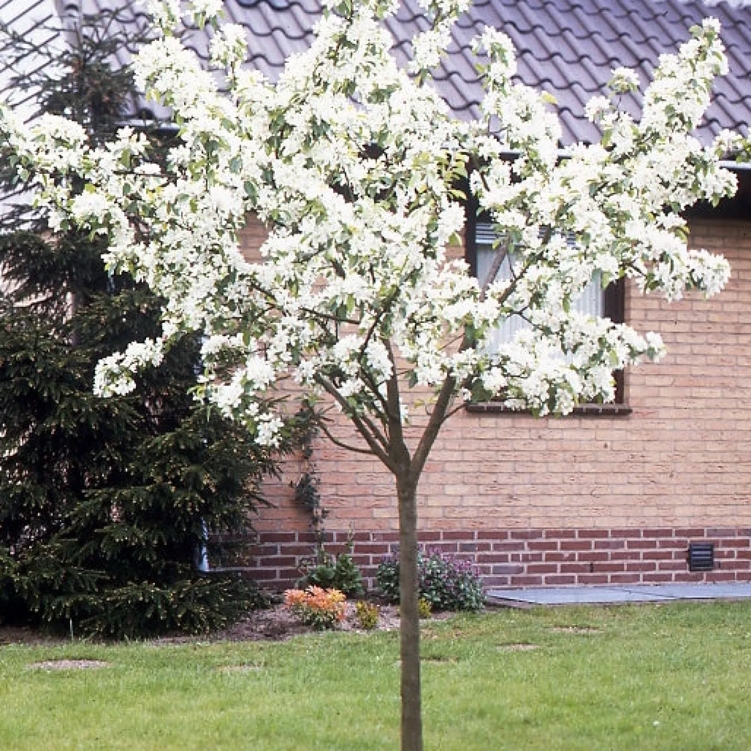 Birnenbaum 'Williams' - Saftige Birnen aus dem Garten