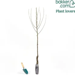 Birnenbaum 'Williams' - Saftige Birnen aus dem Garten