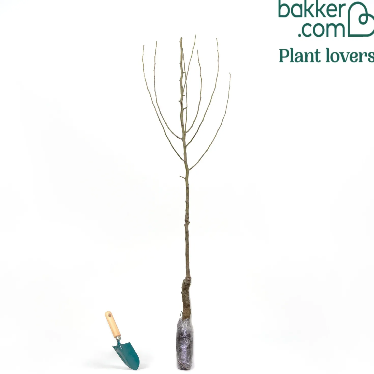 Birnenbaum 'Williams' - Saftige Birnen aus dem Garten