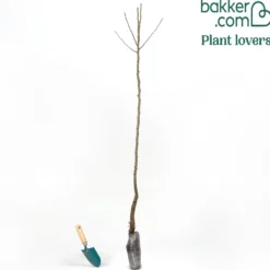 Birnenbaum 'Williams' - Saftige Birnen aus dem Garten
