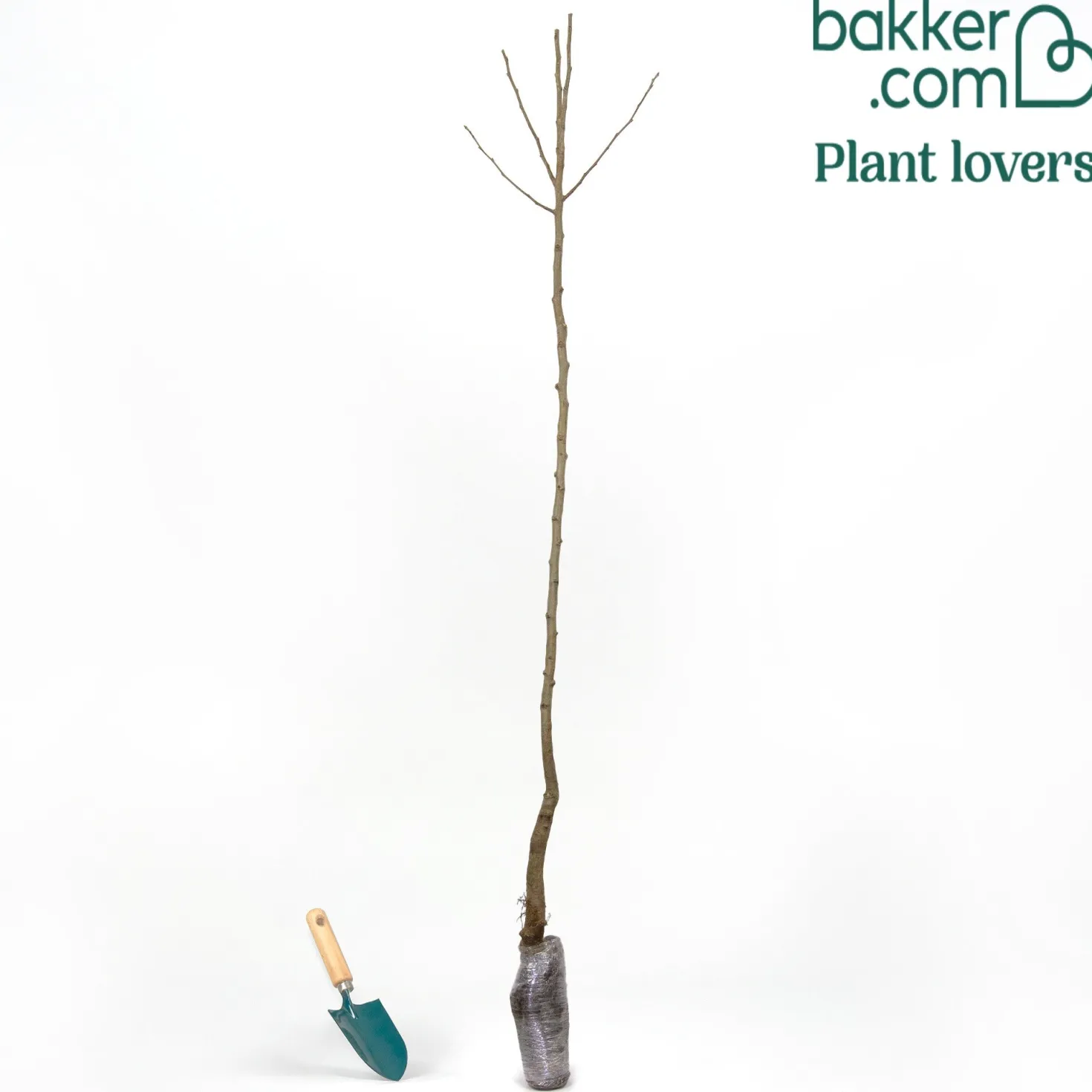 Birnenbaum 'Williams' - Saftige Birnen aus dem Garten