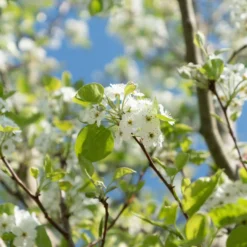 Birnenbaum 'Williams' - Saftige Birnen aus dem Garten