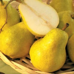 Birnenbaum 'Williams' - Saftige Birnen aus dem Garten