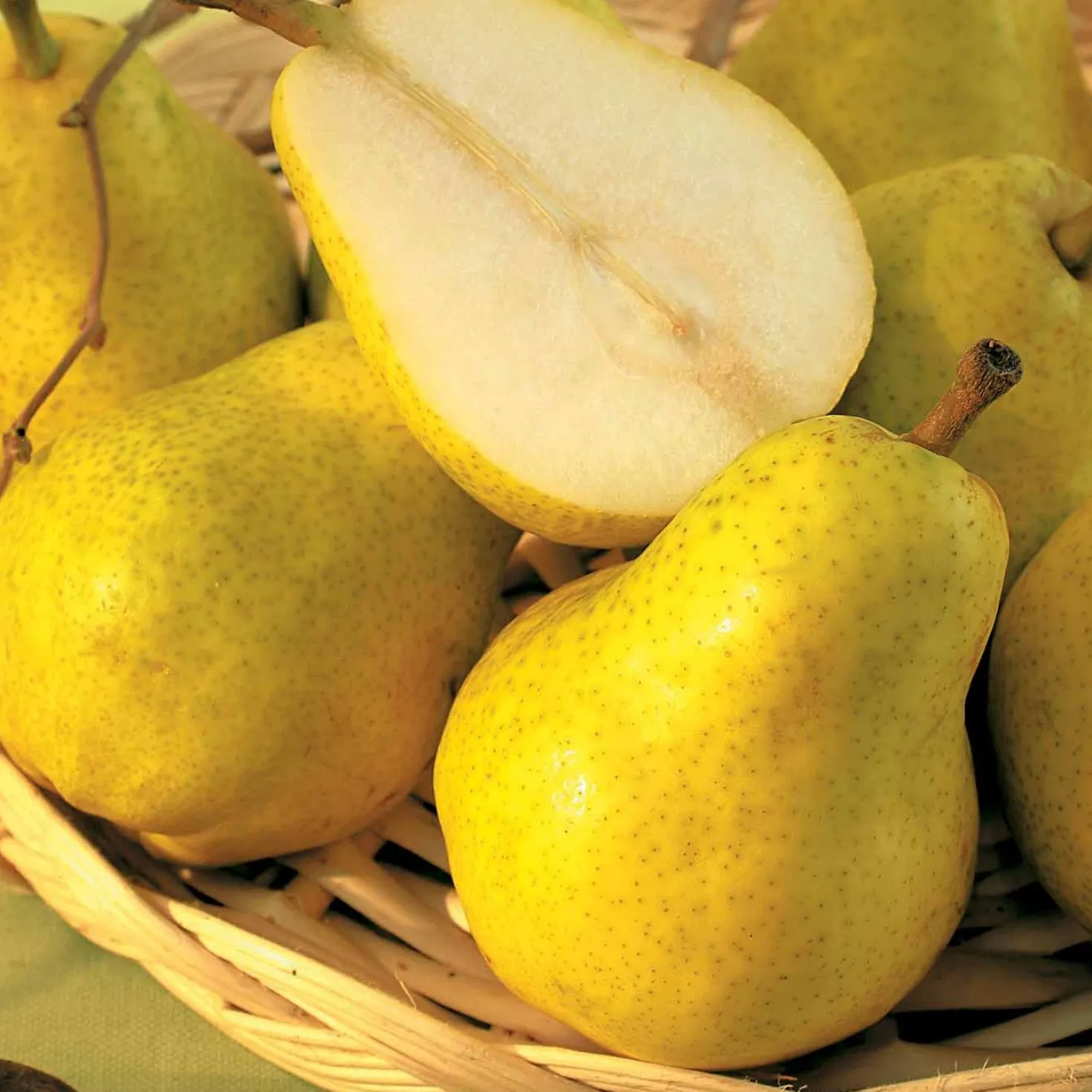 Birnenbaum 'Williams' - Saftige Birnen aus dem Garten