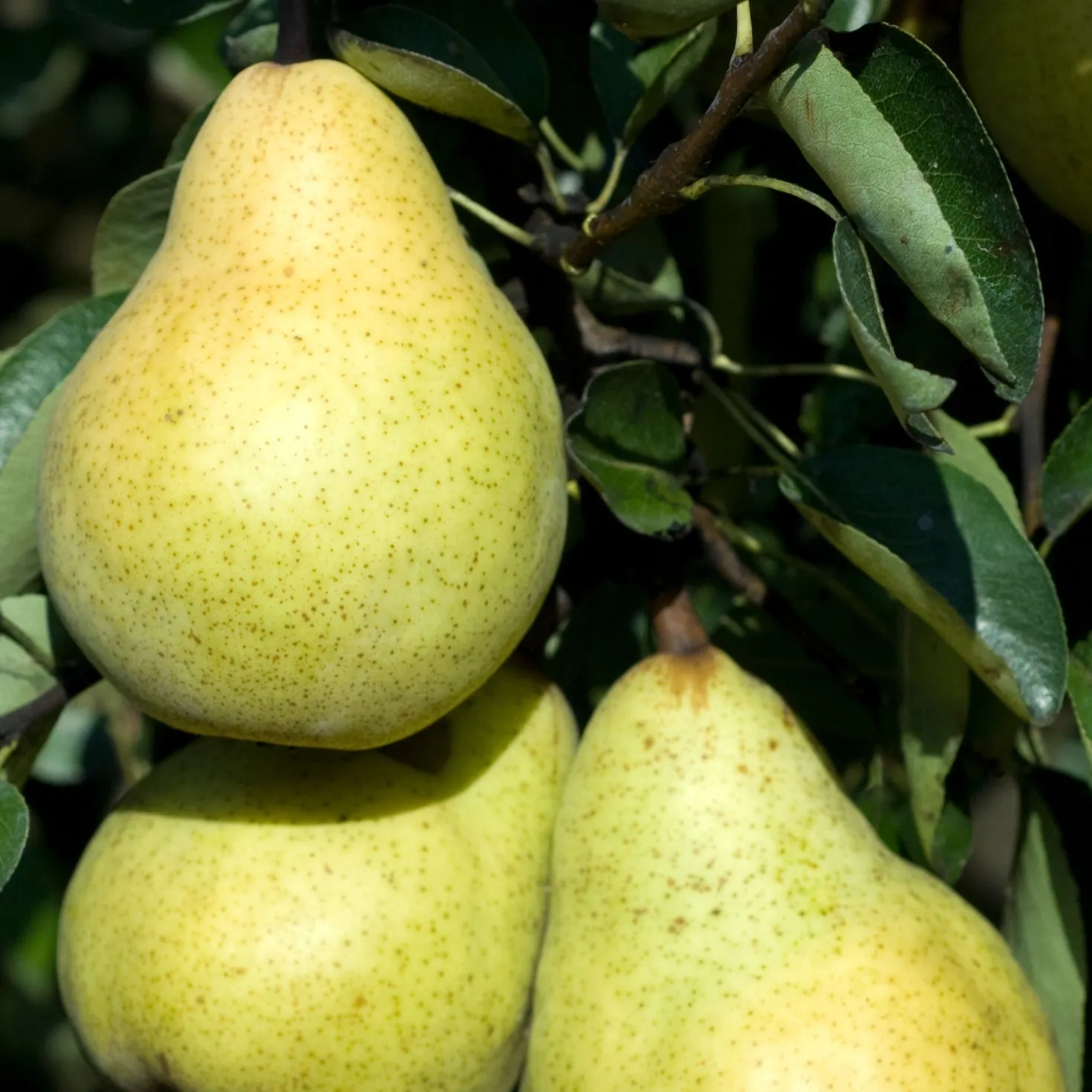 Birnenbaum 'Williams' - Saftige Birnen aus dem Garten