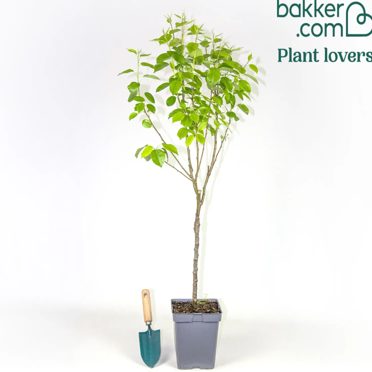 Birnenbaum 'Williams' - Saftige Birnen aus dem Garten
