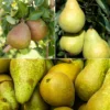 Birnen-Kollektion 'Conférence', 'Williams', 'Doyenné du Comice' - Klassische Birnensorten für jede Ernte