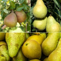 Birnen-Kollektion 'Conférence', 'Williams', 'Doyenné du Comice' - Klassische Birnensorten für jede Ernte