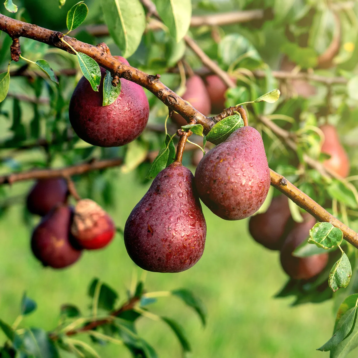 Birne ‘Williams Rot’ - Rote Birnen direkt aus dem Garten