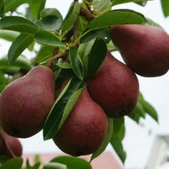 Birne ‘Williams Rot’ - Rote Birnen direkt aus dem Garten